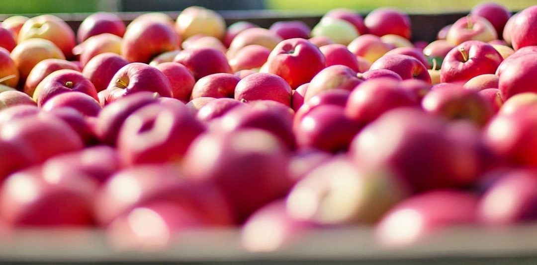 13. September 2023 Apfel-Mostaktion in der Baumschule Reinke