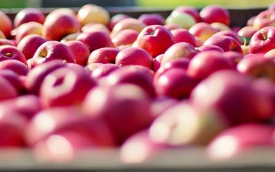 13. September 2023 Apfel-Mostaktion in der Baumschule Reinke